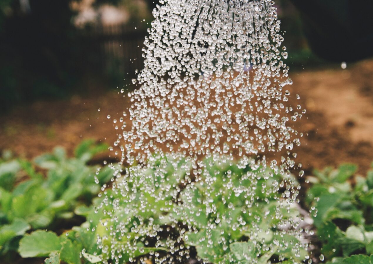 6 Ways To Make A Beautiful Garden With Minimal Effort